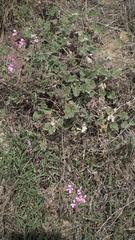 Pelargonium reniforme