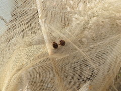 Rhantaticus congestus