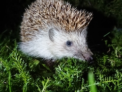 Erinaceus roumanicus