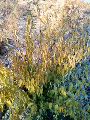 Vincetoxicum hirundinaria