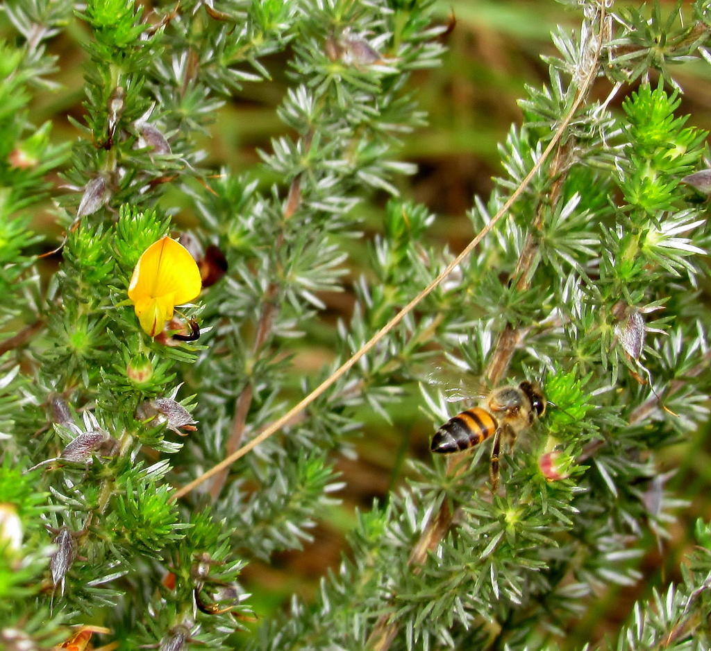 Monk Capegorse