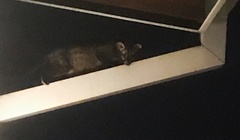 Paradoxurus hermaphroditus