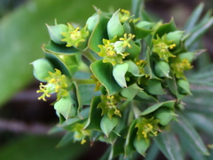 Euphorbia genistoides