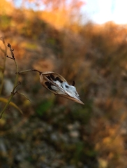 Vincetoxicum hirundinaria