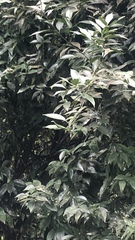 Tournefortia rufosericea