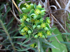 Euphorbia genistoides