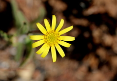 Osteospermum scariosum