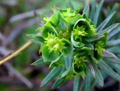 Euphorbia genistoides