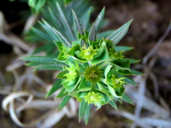 Euphorbia genistoides