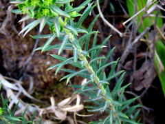 Euphorbia genistoides