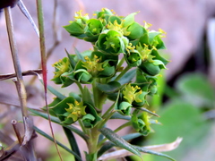 Euphorbia genistoides