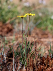 Osteospermum scariosum