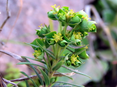 Euphorbia genistoides