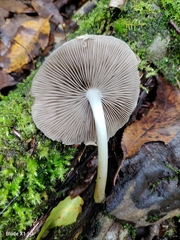 Psathyrella kauffmanii