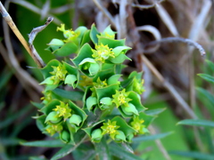 Euphorbia genistoides