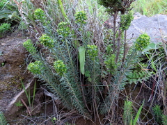 Euphorbia genistoides
