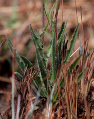 Osteospermum scariosum