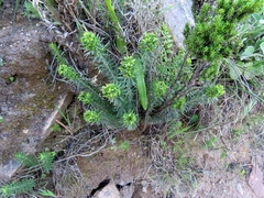 Euphorbia genistoides