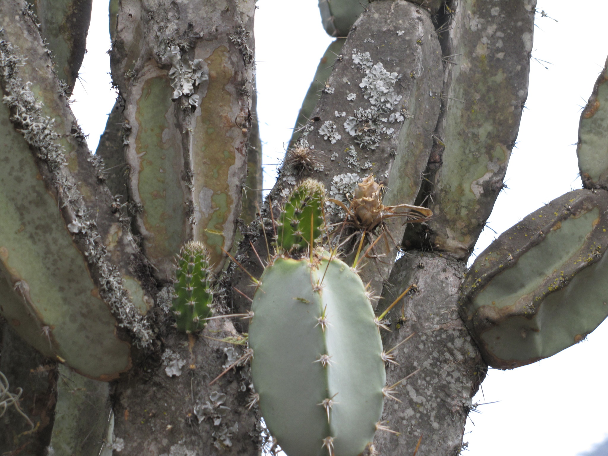 Armatocereus laetus