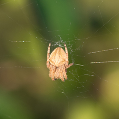 Araneus ventricosus