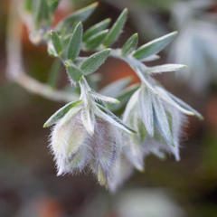 Amphithalea tomentosa