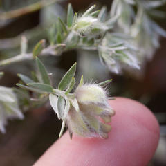 Amphithalea tomentosa