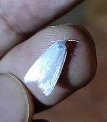 Lepidoptera