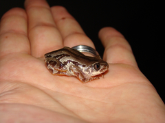 Semnodactylus wealii