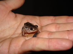 Semnodactylus wealii