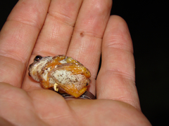 Semnodactylus wealii