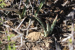 Sansevieria aethiopica