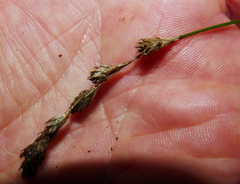 Carex argyrantha
