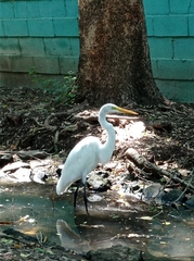 Ardea alba