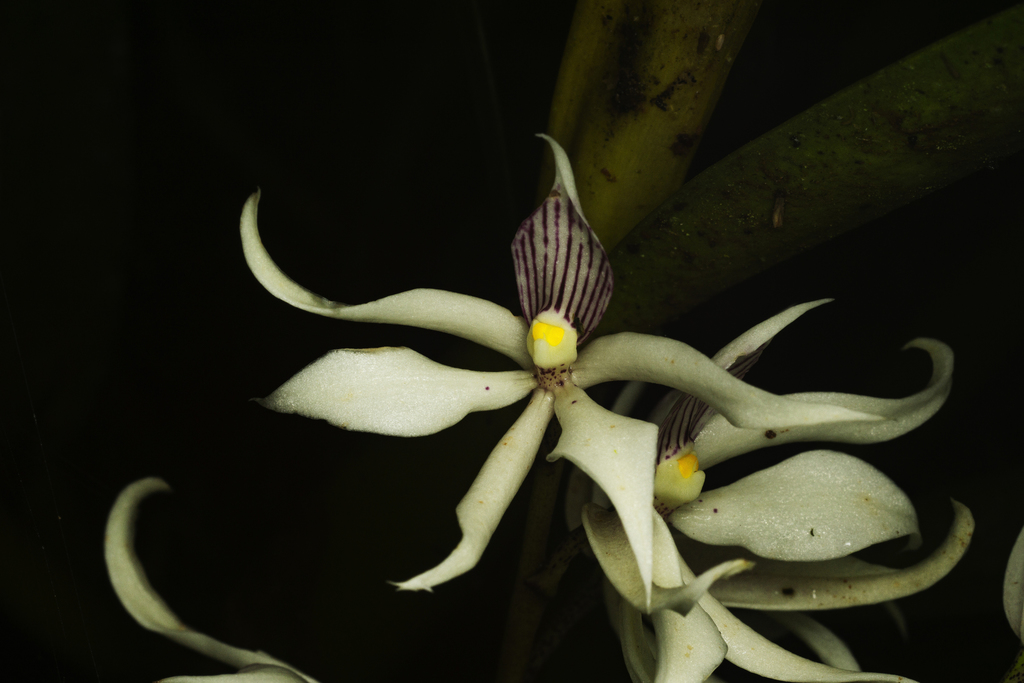 Prosthechea sima
