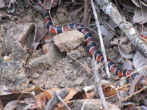Mertens' Coralsnake