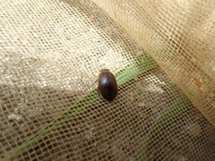 Hydaticus rhantoides