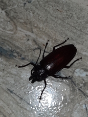 Mallodonopsis mexicanus