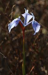 Moraea tripetala tripetala
