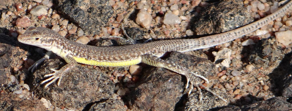 Short-Headed Sandveld Lizard