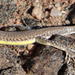 Short-headed Sandveld Lizard - Photo (c) Peter Erb, some rights reserved (CC BY-NC), uploaded by Peter Erb