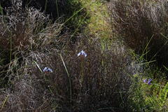 Moraea tripetala tripetala