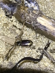 Asioperyphus