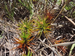 Cyperus pedunculatus
