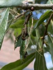 Anisota pellucida