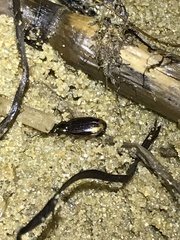 Asioperyphus