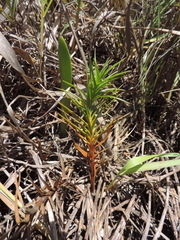 Cyperus pedunculatus