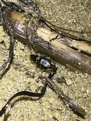 Asioperyphus