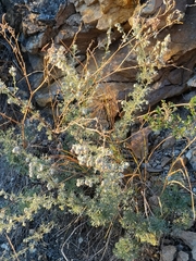 Artemisia frigida