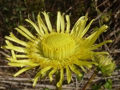 Berkheya radula