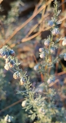 Artemisia frigida